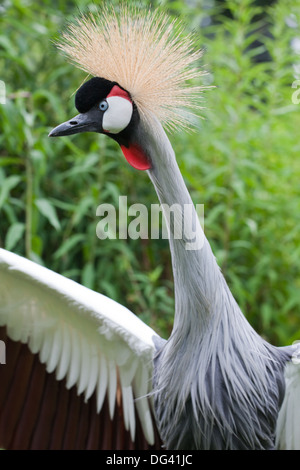 Afrikanische Grau gekrönter Kran (Balearica Regulorum Gibbericeps). Erwachsenen männlichen Nest überragt. Stockfoto