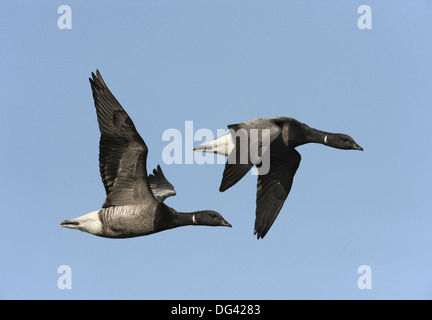 Brent Goose Branta bernicla Stockfoto