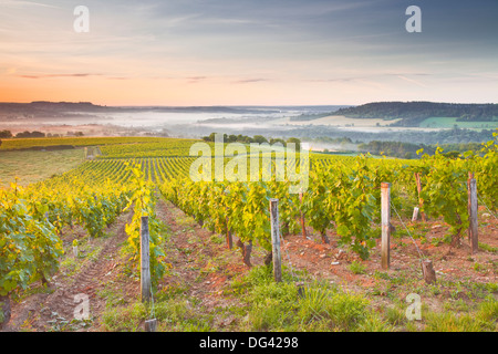 Weinberge in der Nähe von Vezelay während einer nebligen Morgendämmerung, Burgund, Frankreich Stockfoto