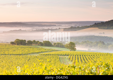 Weinberge in der Nähe von Vezelay während einer nebligen Morgendämmerung, Burgund, Frankreich Stockfoto