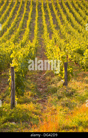 Reihen von Reben im Weinberg in der Nähe von Vezelay im Burgund, Frankreich Stockfoto