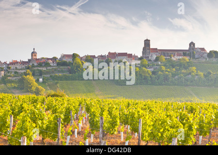 Weinberge unterhalb der Hügel Dorf von Vezelay im Burgund, Frankreich Stockfoto