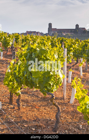 Weinberge unterhalb der Hügel Dorf von Vezelay im Burgund, Frankreich Stockfoto