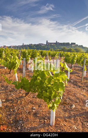 Weinberge unterhalb der Hügel Dorf von Vezelay im Burgund, Frankreich Stockfoto