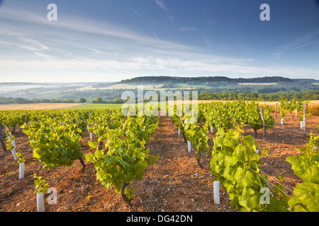 Weinberge unterhalb der Hügel Dorf von Vezelay im Burgund, Frankreich Stockfoto