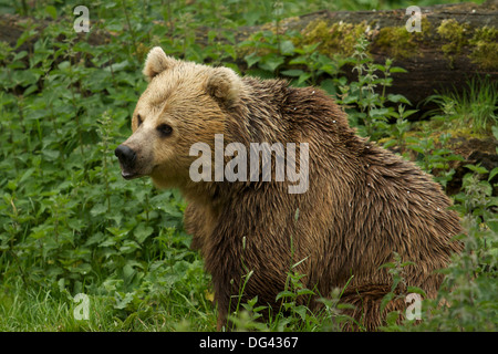 Eine eurasische Braunbären (Ursus Arctos Arctos) Stockfoto