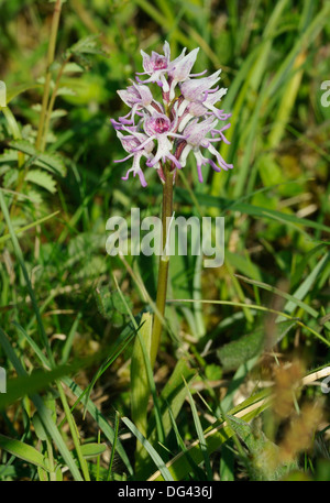 Affe Orchidee - Orchis Simia seltene britischen Orchidee Stockfoto