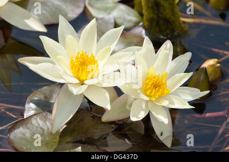 Gelbe Seerose - Nymphaea 'Pygmaea Helvola' Zwerg Stockfoto