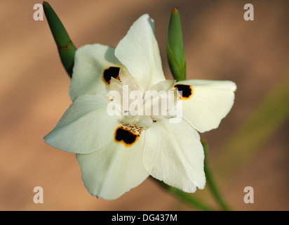 Afrikanische Iris oder zwei Wochen Lilie aus Südafrika - Dietes bicolor Stockfoto