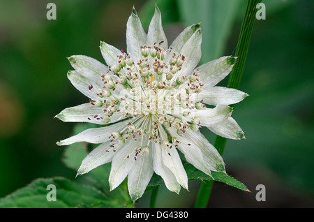 Größere Sterndolde - Astrantia große var. Involucrata "Shaggy" Stockfoto