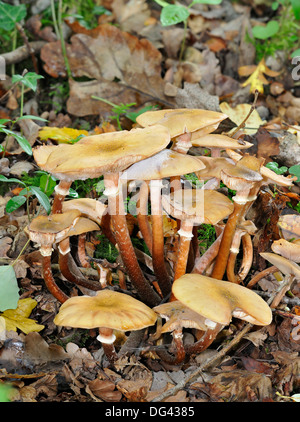 Hallimasch - Armillaria Mellea Gruppe in Laubstreu Stockfoto