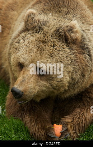 Eine eurasische Braunbären (Ursus Arctos Arctos) eine Karotte zu essen. Stockfoto