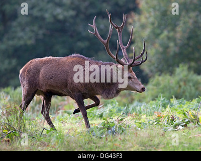 Rotwild-Hirsch läuft während der Brunft Stockfoto