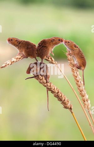 Mäuse (Micromys Minutus), Ernte in Gefangenschaft, Vereinigtes Königreich, Europa Stockfoto