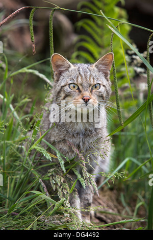 Schottische Wildkatze (Felis Sylvestris), in Gefangenschaft, Vereinigtes Königreich, Europa Stockfoto