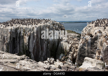 Trottellummen, Dreizehenmöwen und Shags auf den Klippen der Insel Grundnahrungsmittel, Farne Islands, Northumberland, England, Vereinigtes Königreich, Europa Stockfoto