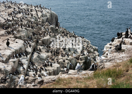 Trottellummen, Dreizehenmöwen, Shags und ein Papageientaucher auf den Klippen von Inner Farne, Farne Islands, Northumberland, England, Vereinigtes Königreich Stockfoto