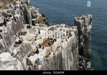 Trottellummen, Dreizehenmöwen und Shags auf den Klippen der Insel Grundnahrungsmittel, Farne Islands, Northumberland, England, Vereinigtes Königreich, Europa Stockfoto