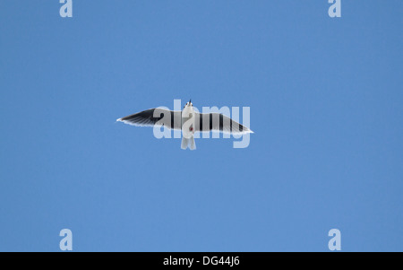 Kleine Möve Larus minutus Stockfoto