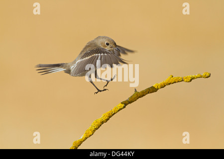 Pied Flycatcher Ficedula hypoleuca Stockfoto