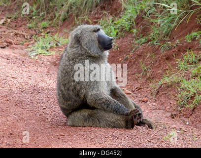 Alpha männliche Olive (Anubis) Pavian Papio Anubis Cercopithecinae Southern Akagera National Game Reserve Ruanda Zentralafrika Stockfoto