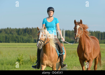 Junge Frau auf Rückseite ein Haflinger-Pferd einem Warmblut Pferd als 2. Pferd reitet. Stockfoto