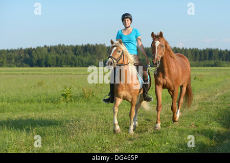 Junge Frau Reiten Trab auf Rückseite ein einem Warmblut Pferd als 2. Pferd Haflinger-Pferd. Stockfoto