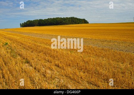 Stoppelfeld auf der Halbinsel Gnitz, Insel Usedom, Deutschland Stockfoto