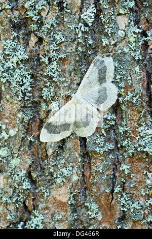 Die Band Welle Moth (Idaea Aversata) ruht auf grüne Asche (Fraxinus Pennsylvanica) Stamm fallenden Flechten Oxford UK Europe Stockfoto