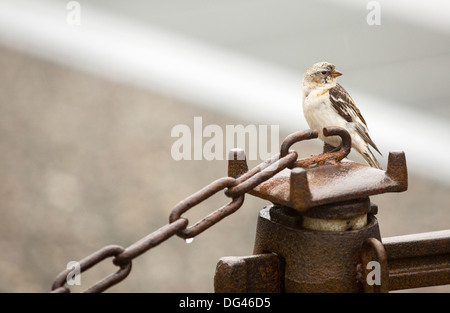 Eine weibliche Snow Bunting (Plectrophenax Nivalis) auf einem Metall-Kette in Longyearbyen, Svalbard. Stockfoto