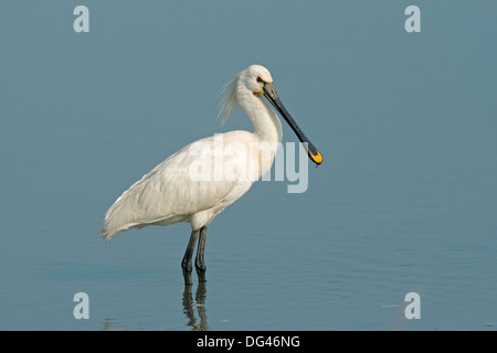 Löffler-Platalea leucorodia Stockfoto