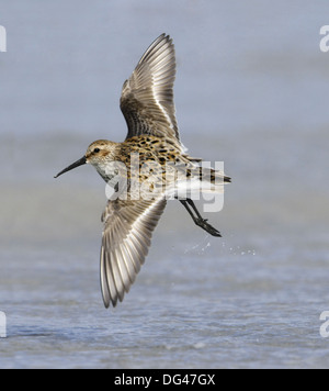 Alpenstrandläufer Calidris alpina Stockfoto