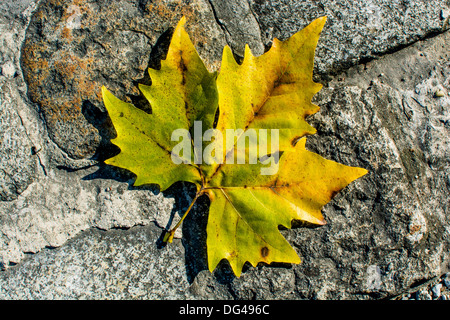 Ahornblatt Liegt Im Herbst Auf Dem Boden Stockfoto