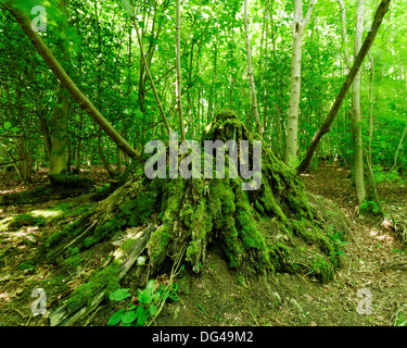 Stamm bedeckt auf grünem Moos, obere Lodge Woods, Brighton und Hove, East Sussex, England, UK. Stockfoto