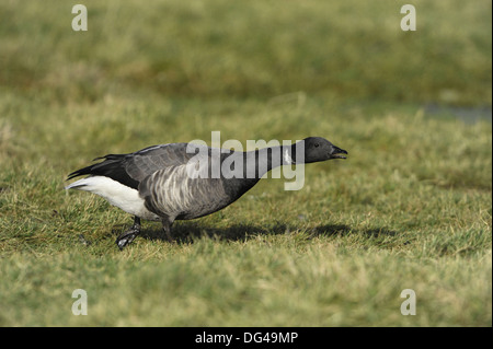 Brent Goose Branta bernicla Stockfoto