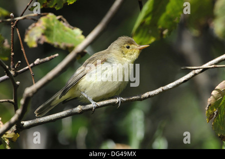 Die melodiöse Warbler Hippolais polyglotta Stockfoto