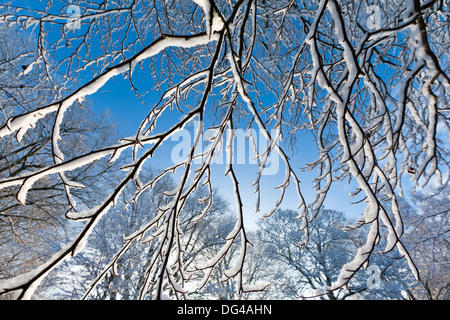 Nahaufnahme von Zweigen bedeckt im Schnee mit Bäumen und Himmelshintergrund. Selektiven Fokus auf Vordergrund Zweigen. Stockfoto