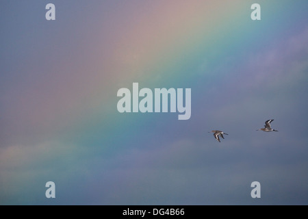 Schwarz-angebundene Uferschnepfe Limosa limosa Stockfoto