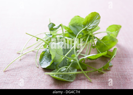 Kleine frische Kresse Blätter auf rotem Stoff Stockfoto