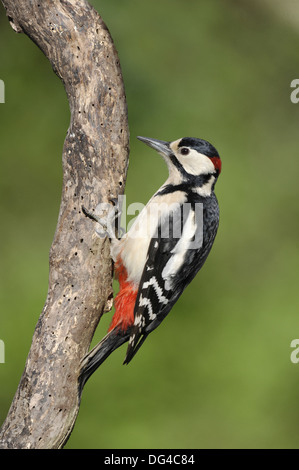 Großen Spotted Woodpecker Dendrocopus großen