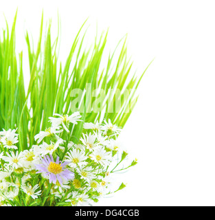 Frische Gänseblümchen Blumen und grünen Rasen Grenze isoliert auf weißem Hintergrund, Frühling Zeit Saison, natürlichen Dekor Stockfoto