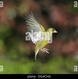 Grünfink Zuchtjahr chloris Stockfoto