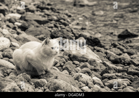 weiße Katze Katze essen nahe dem Meer in Monochrom warten Stockfoto