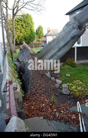Riesige große Baum gefallen stürzte auf Haus im Sturm Dach schwer beschädigt Stockfoto