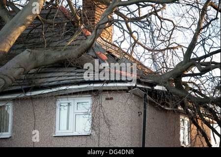 Riesige große Baum gefallen stürzte auf Haus im Sturm Dach schwer beschädigt Stockfoto