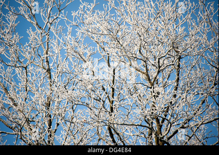 Frostige Baum Zweige beladene Zweige kalten blauen Winterhimmel Stockfoto