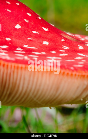 Fly Agaric Pilz Fliegenpilz, mit der berühmten roten Kappe mit weißen Flecken. Diese sind in der Regel in traditionellen Bilder von Feen dargestellt Stockfoto