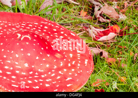Fly Agaric Pilz Fliegenpilz, mit der berühmten roten Kappe mit weißen Flecken. Diese sind in der Regel in traditionellen Bilder von Feen dargestellt Stockfoto