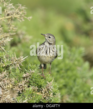 Wiese Pieper Anthus pratensis Stockfoto