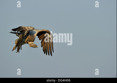 Rüppell Griffon - Rüppell Geier - Rueppell Griffon (abgeschottet Rueppellii) im Flug Masai Mara - Kenia - Ost-Afrika Stockfoto